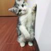 杨